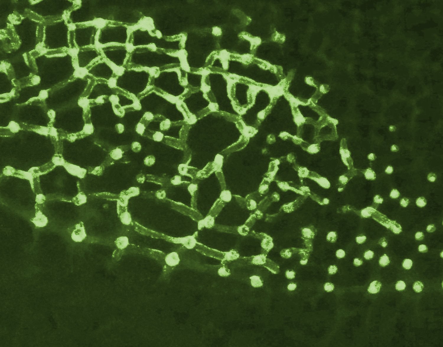 micro:macro cosmos